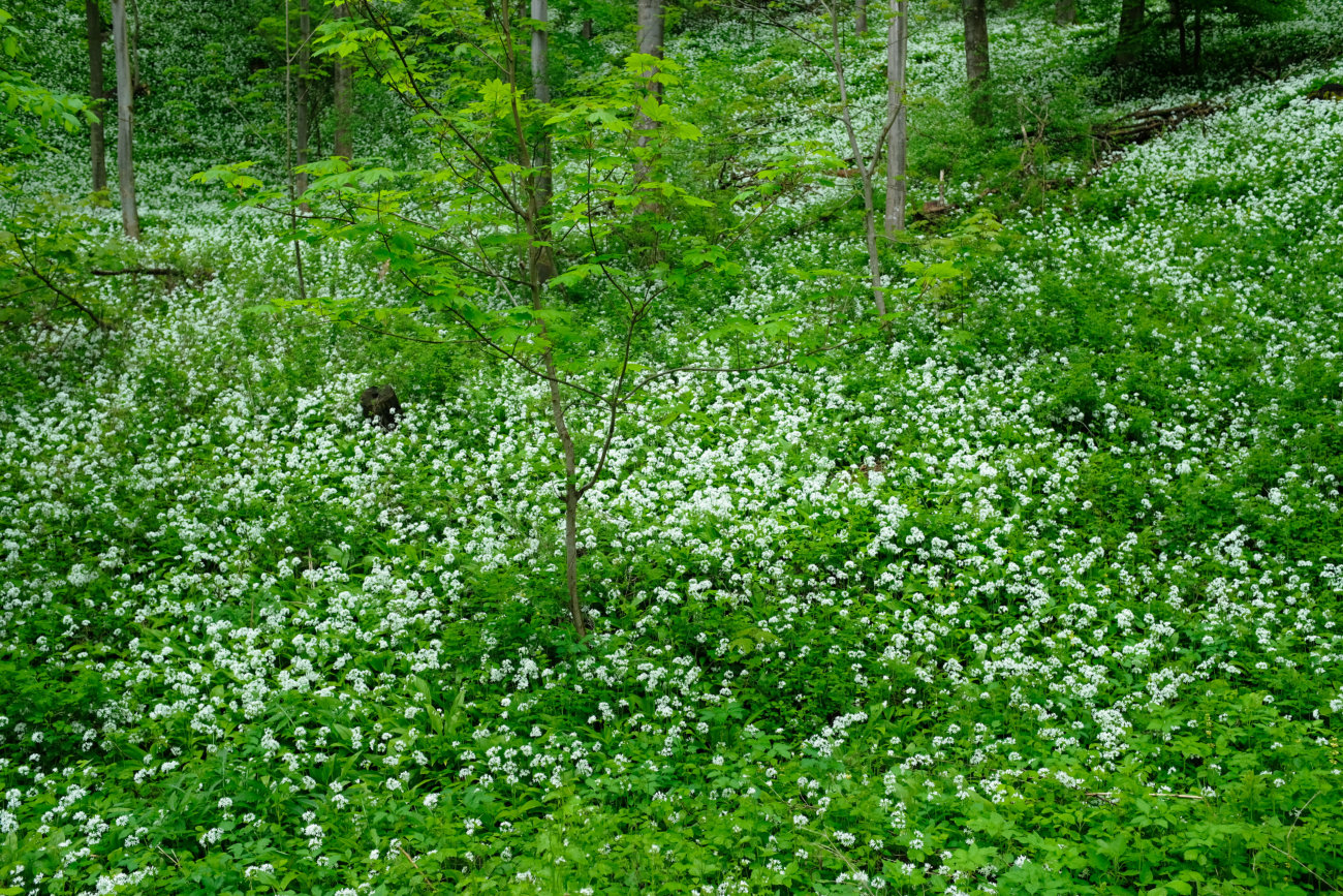 Bärlauch