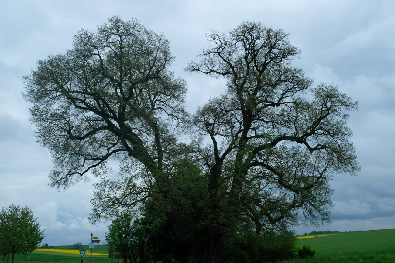 Baum