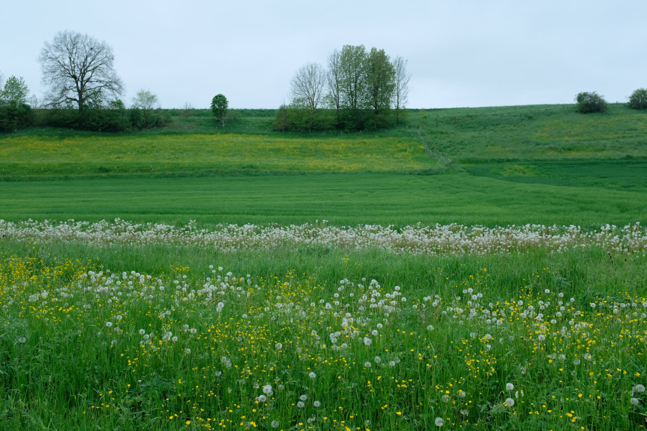 Pusteblumen