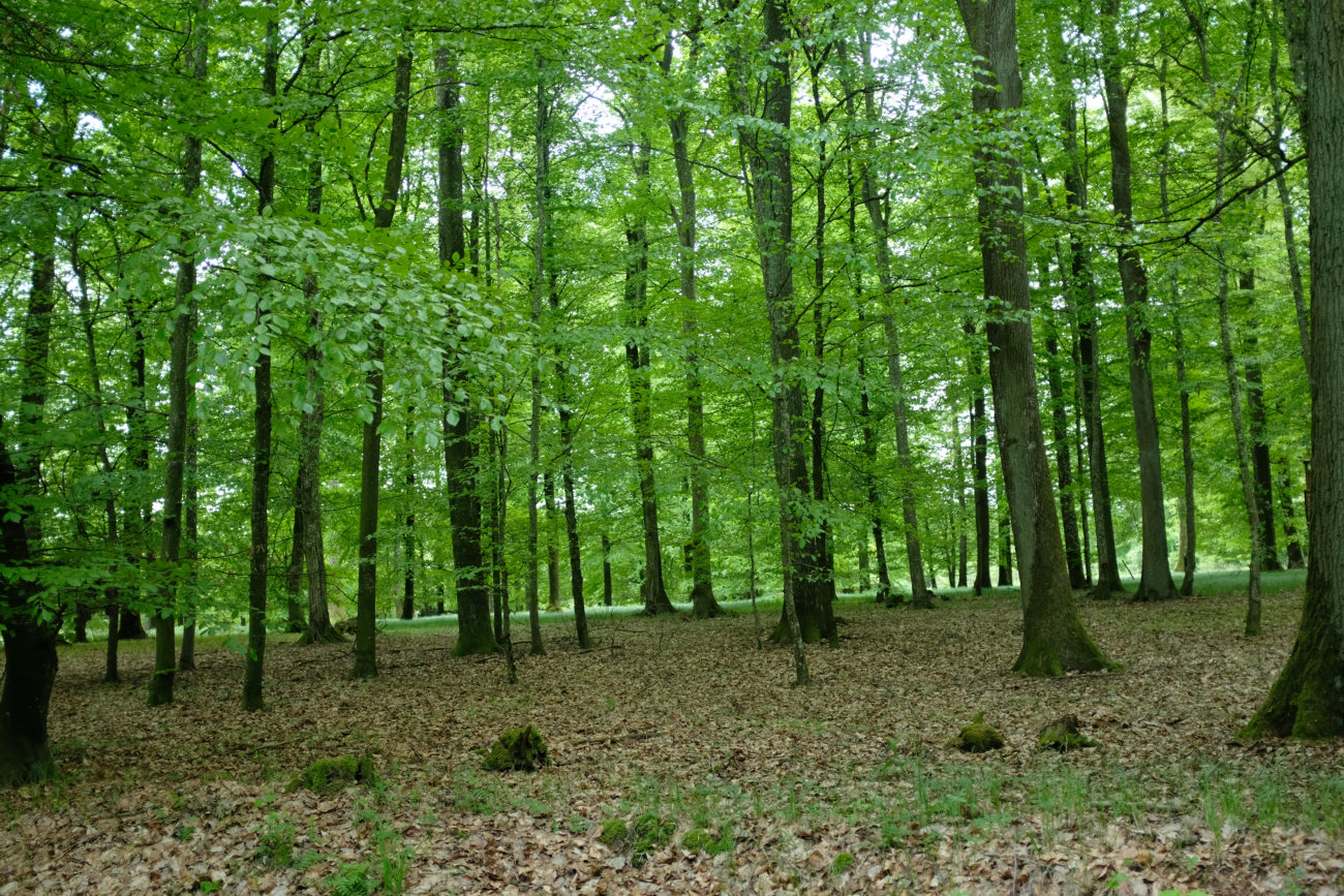 Wald