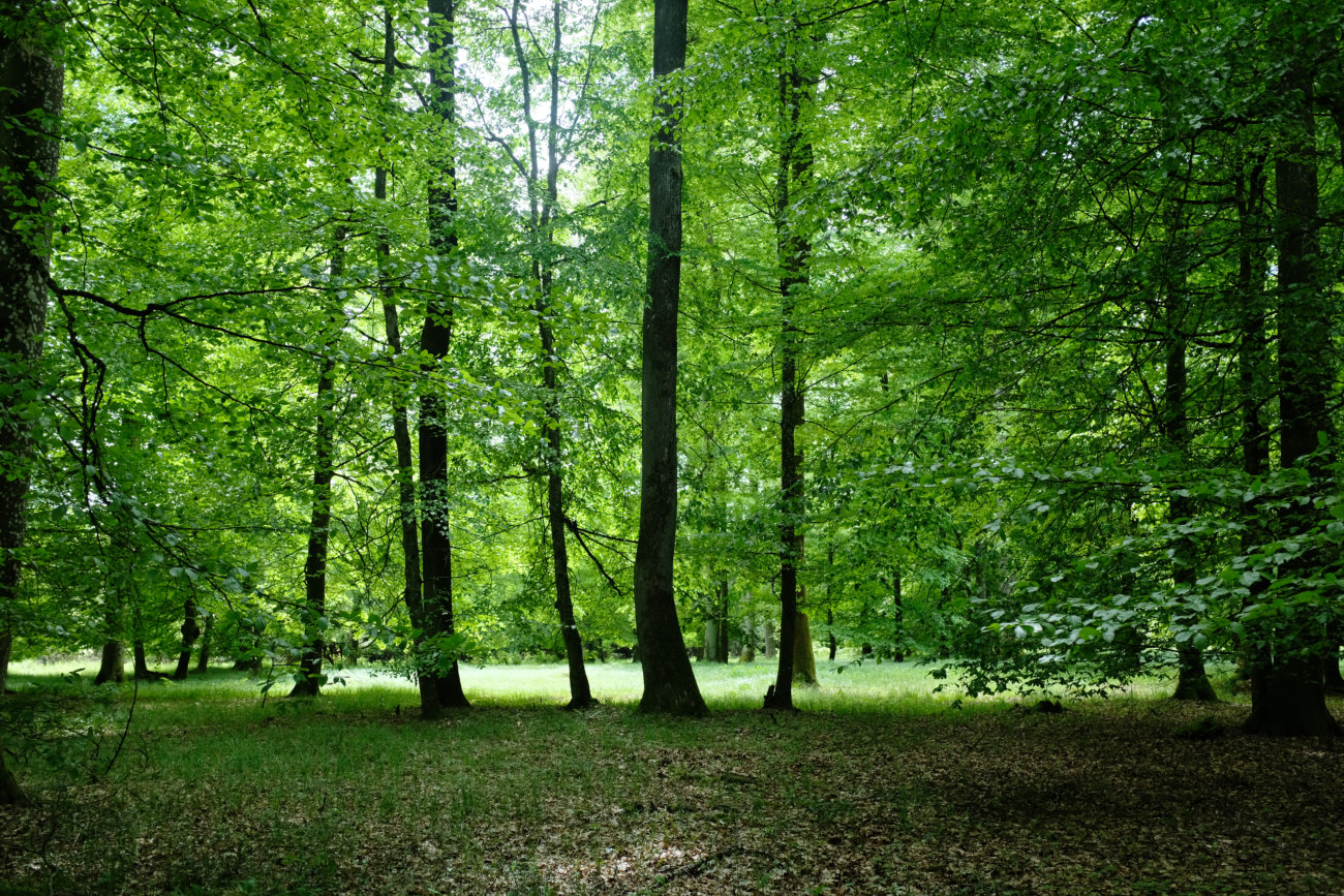 Wald