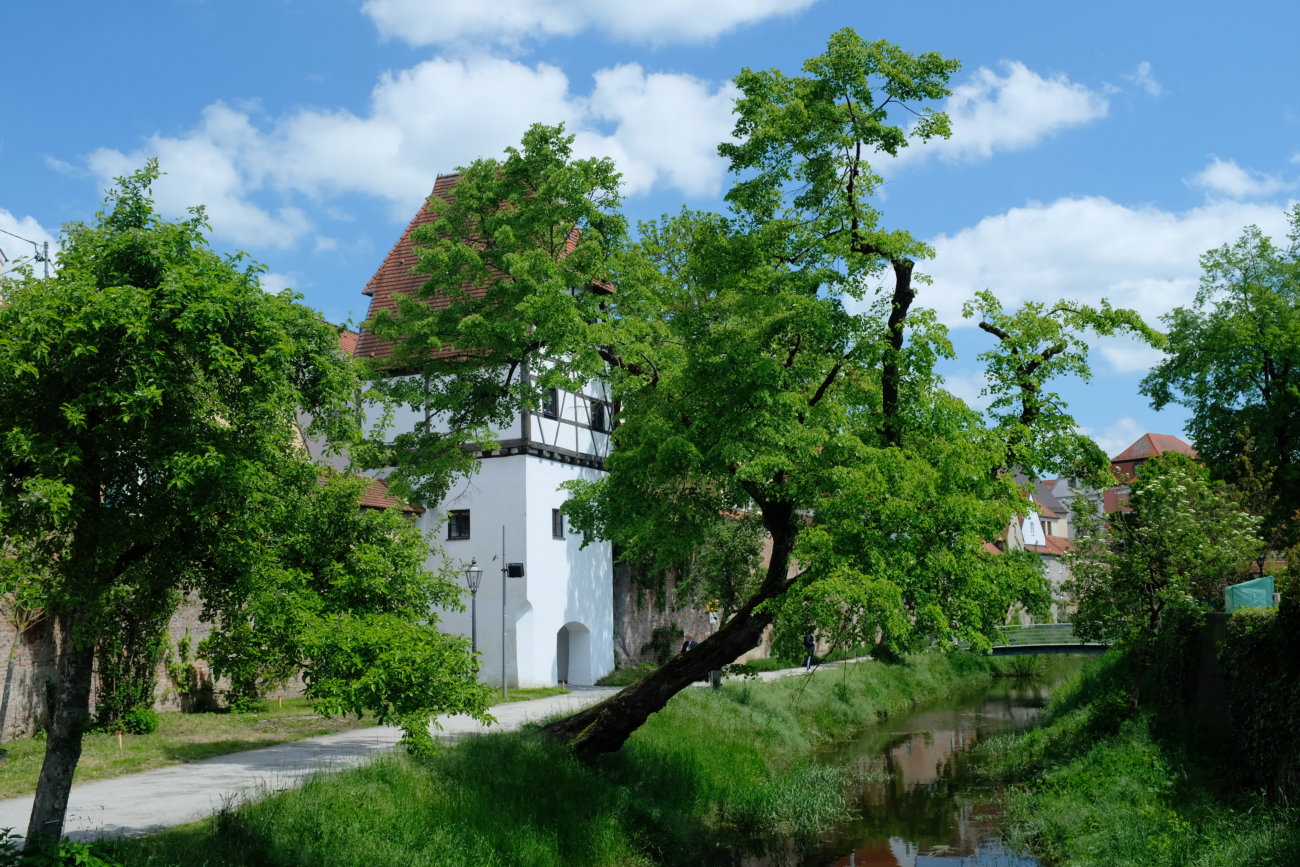 Färbertörl