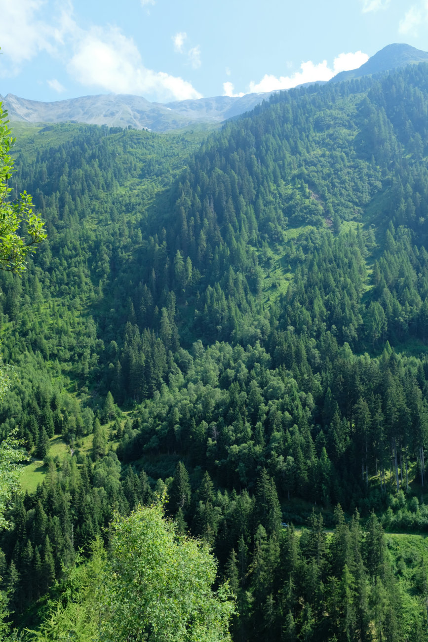 Aufstieg im Wald