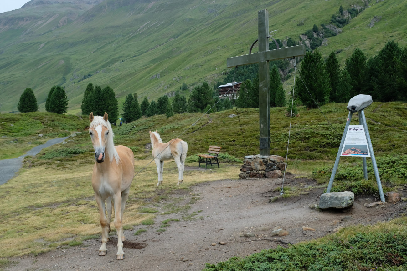 Kreuz der Wildspitze mit Pferden