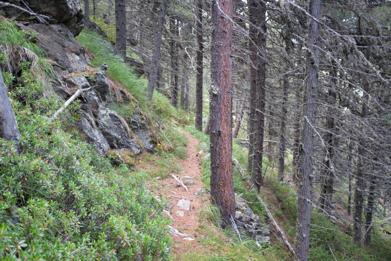 Waldweg