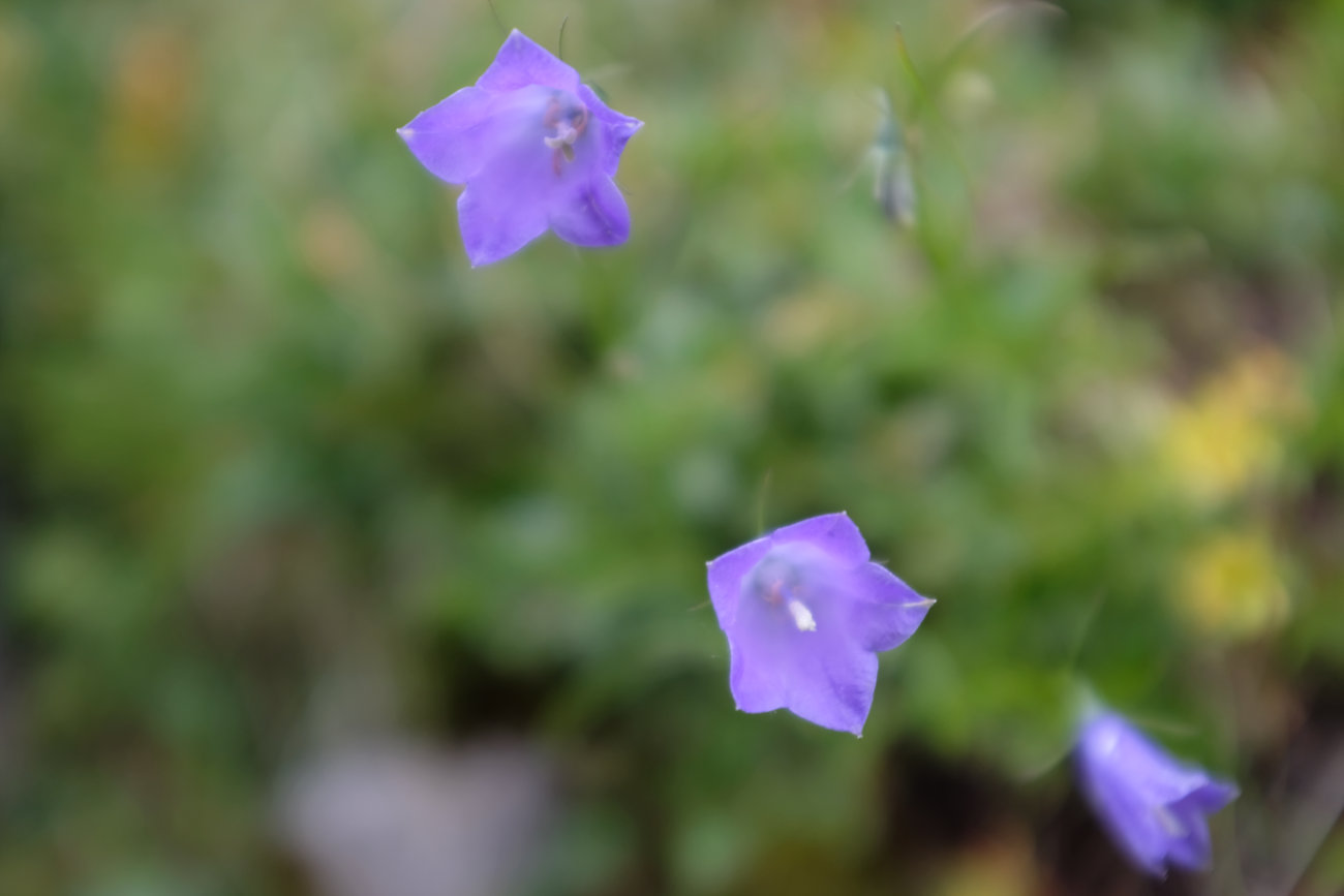 Glockenblumen
