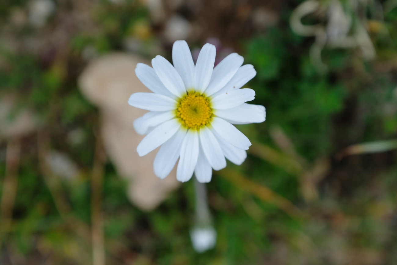 Alpenmassliebchen