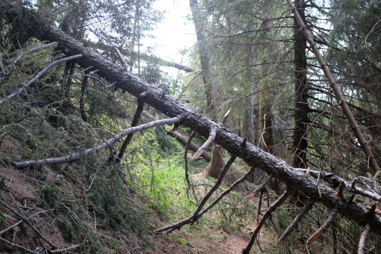 Waldbruch