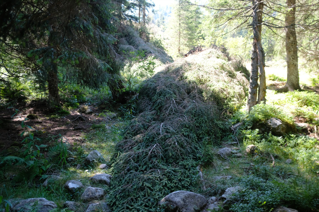 Baum auf Weg