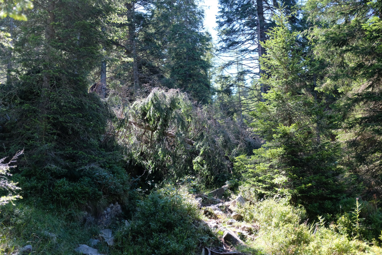 Waldbruch