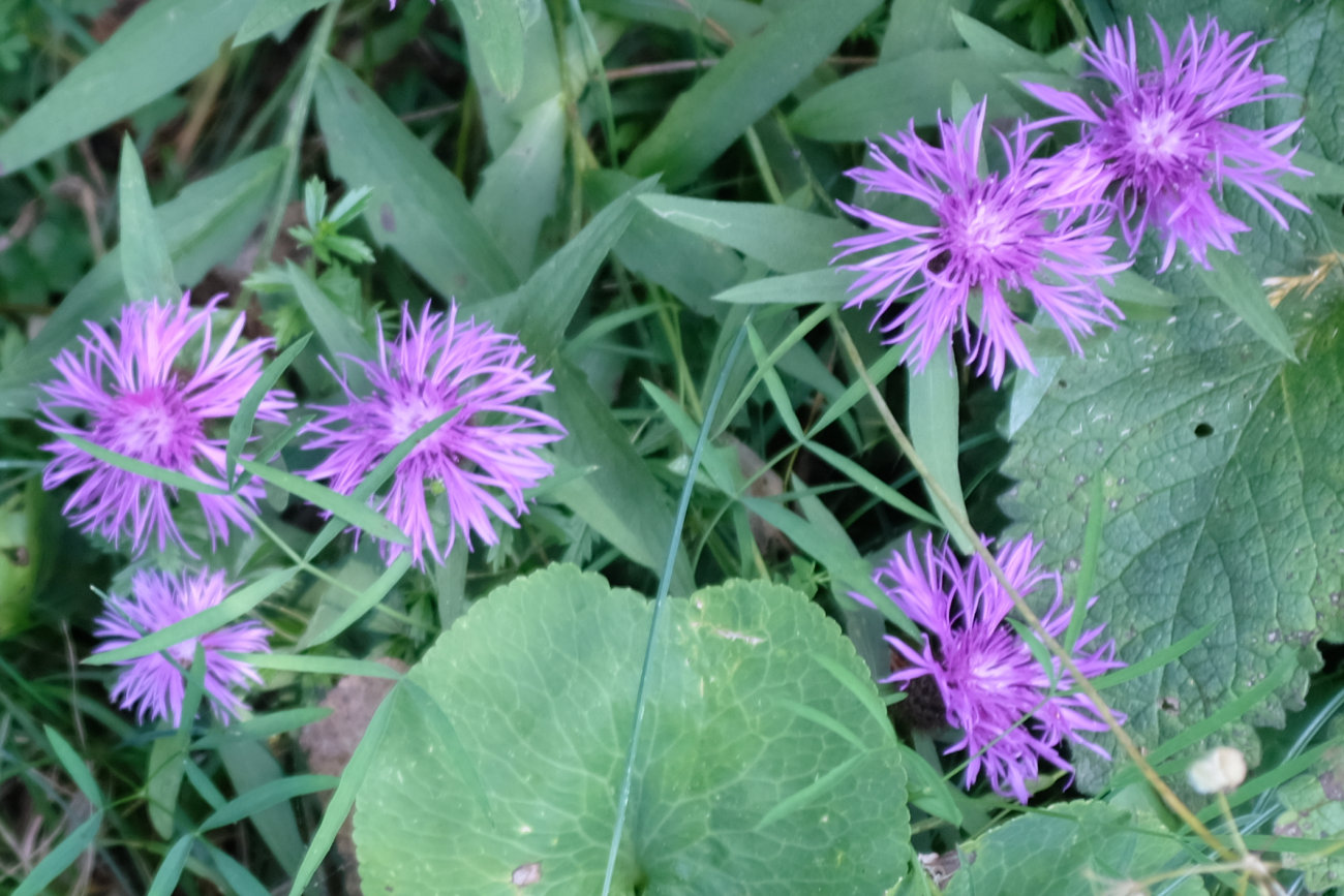 Wiesen-Flockenblume