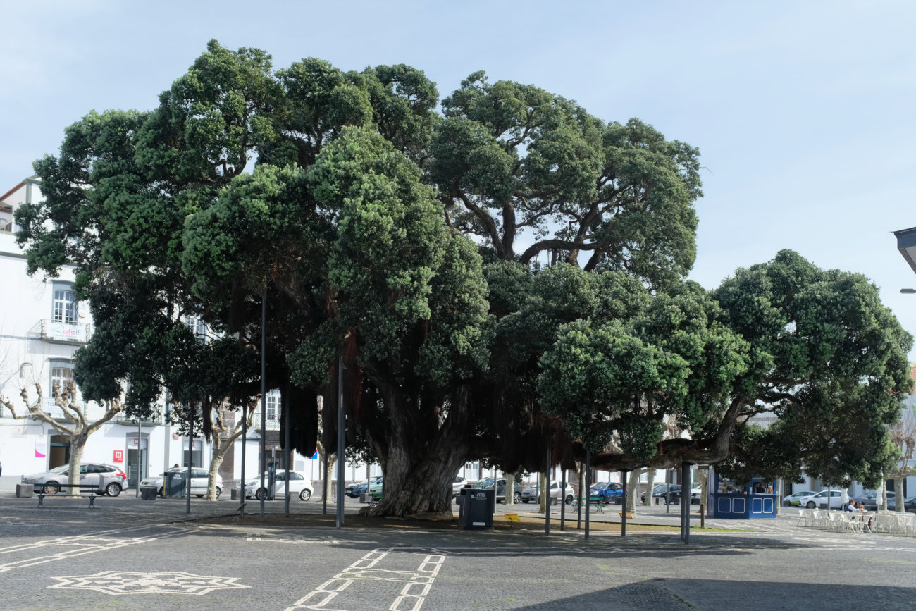 Baum auf Krücken