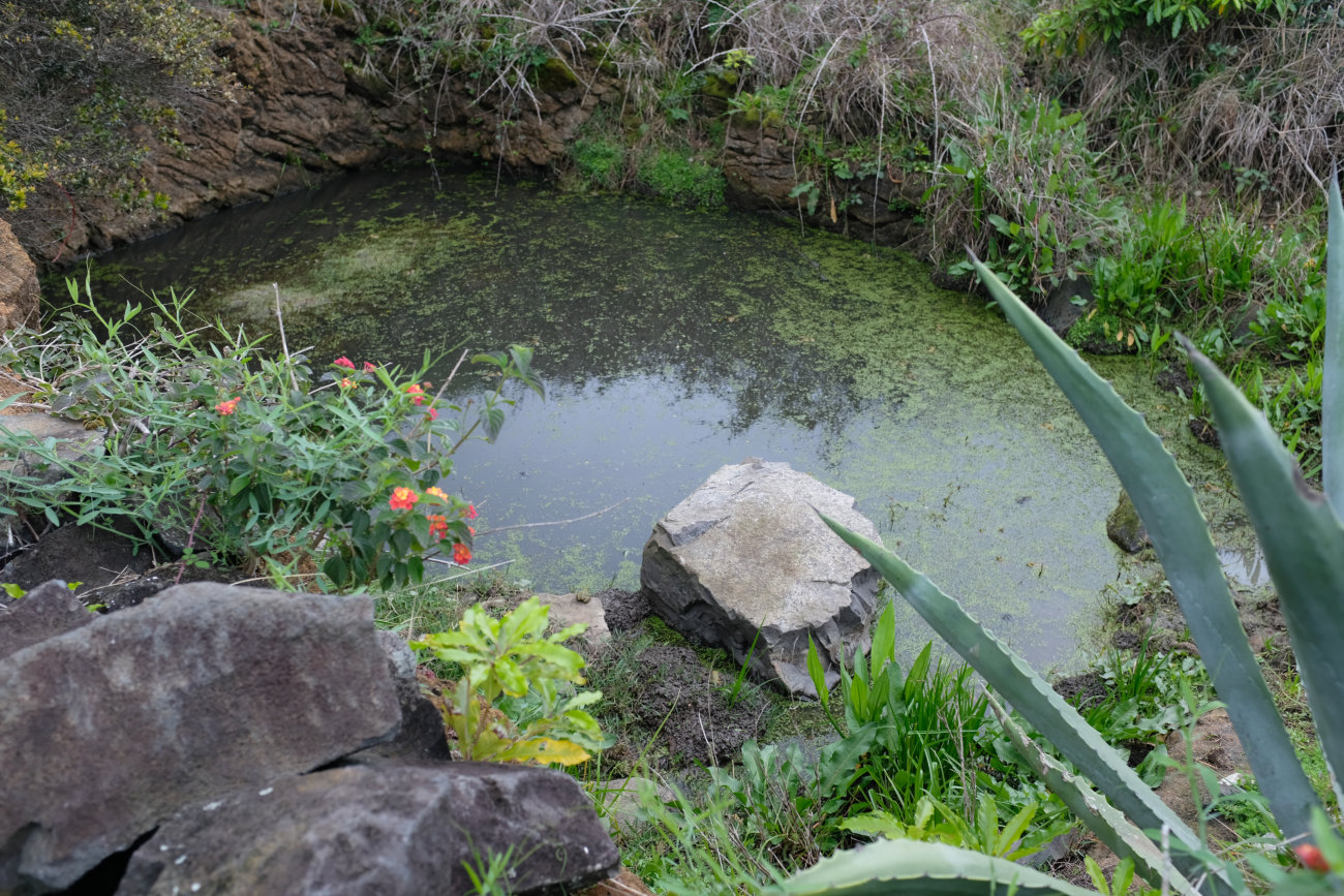 Froschteich