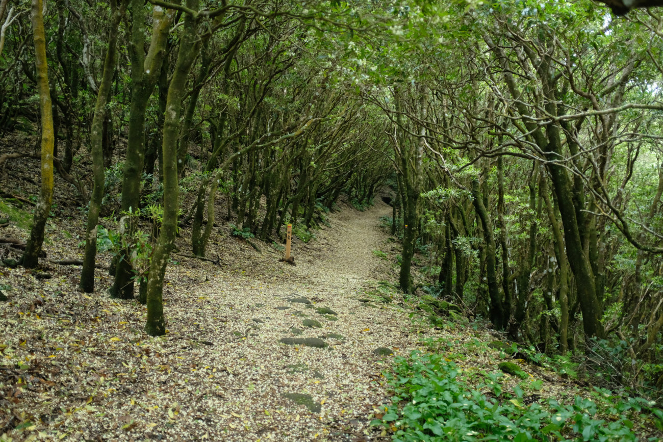 Waldweg