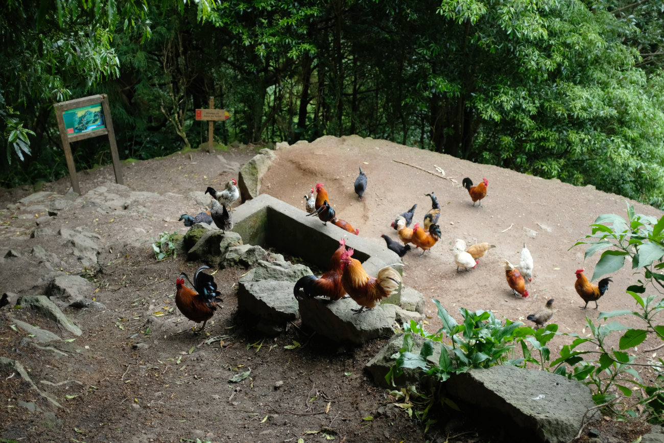 Hühner