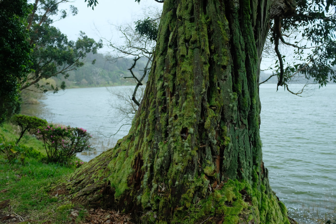 Baum