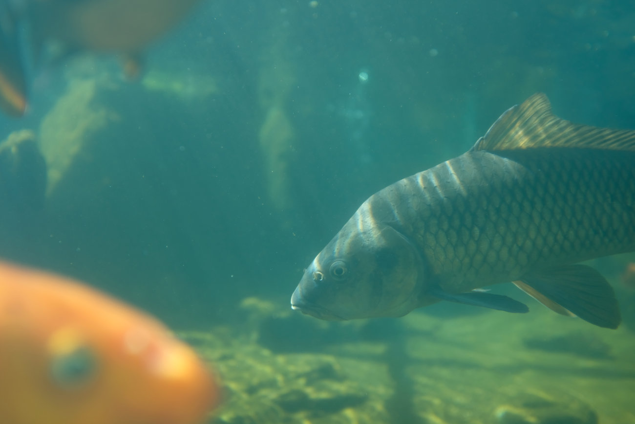Fische
