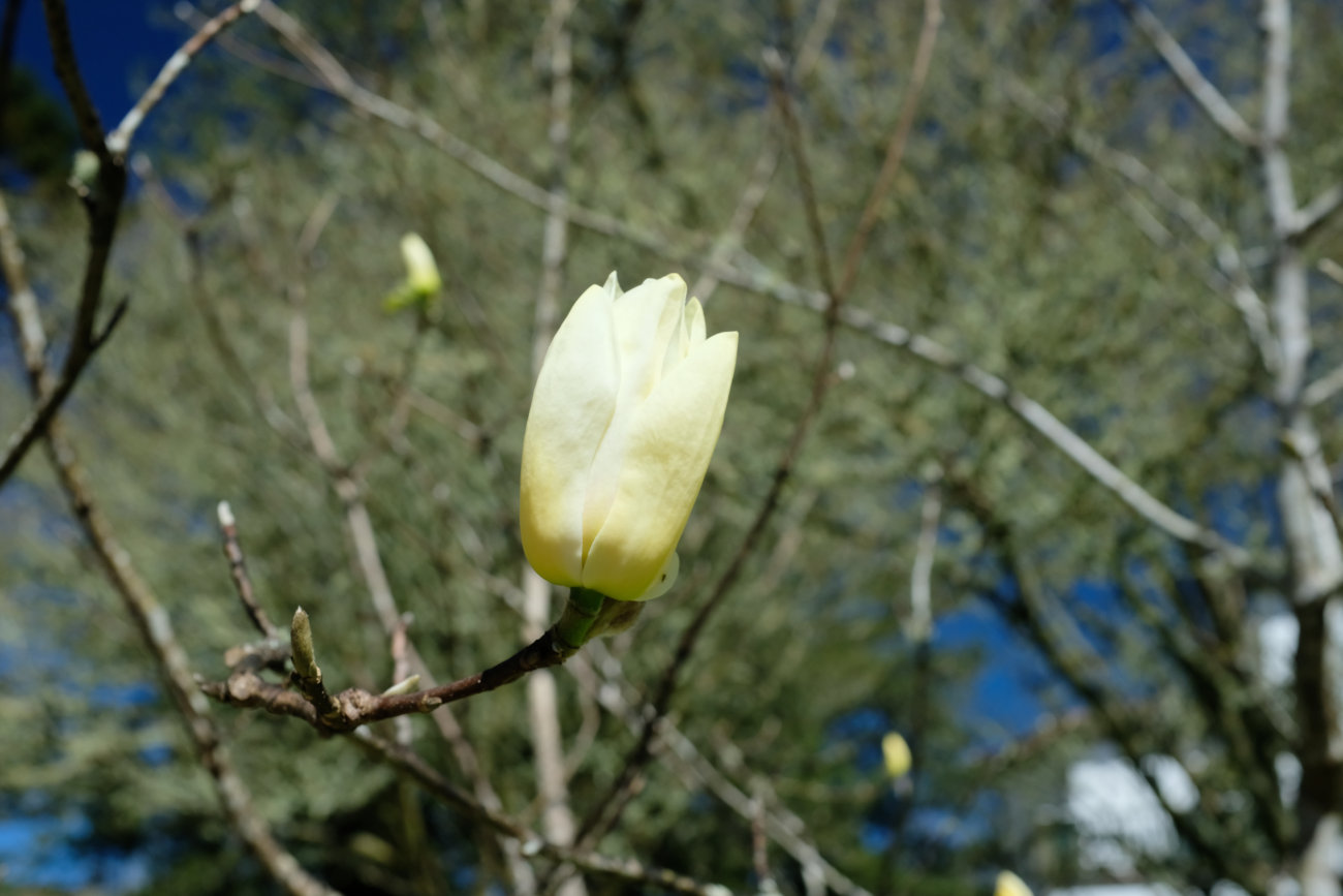 Magnolie
