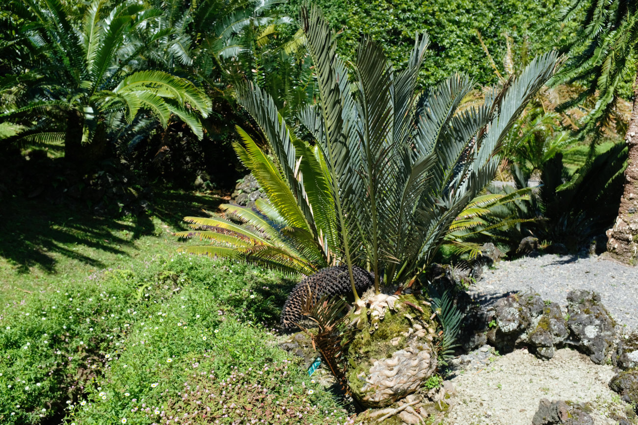 Palme