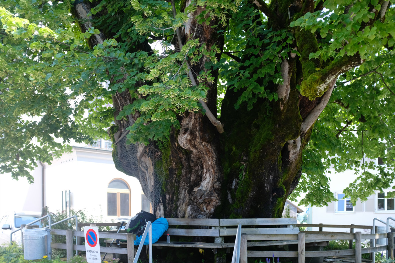 Alberschwender Linde