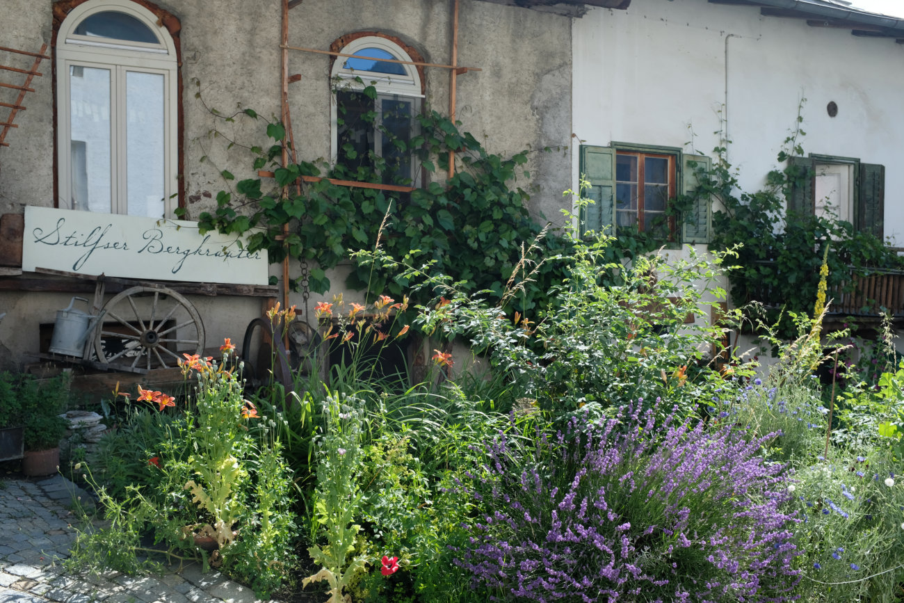 Stilfser Bergkräuter