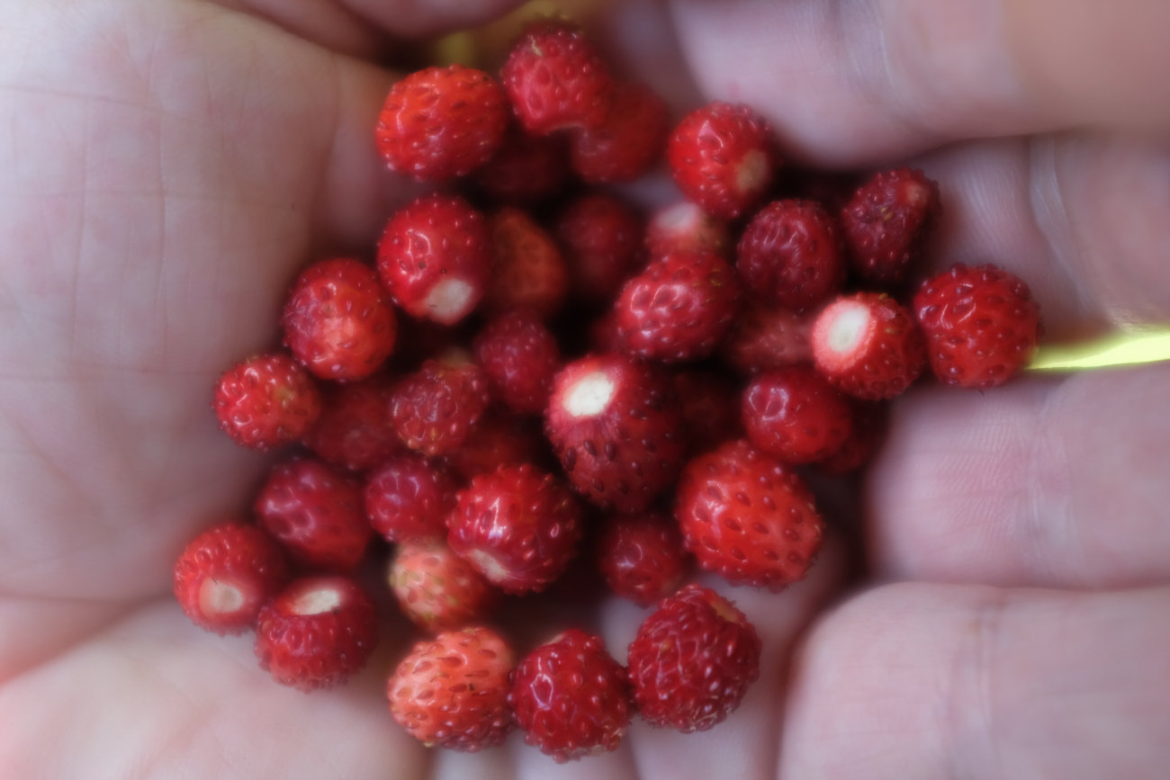Erdbeeren