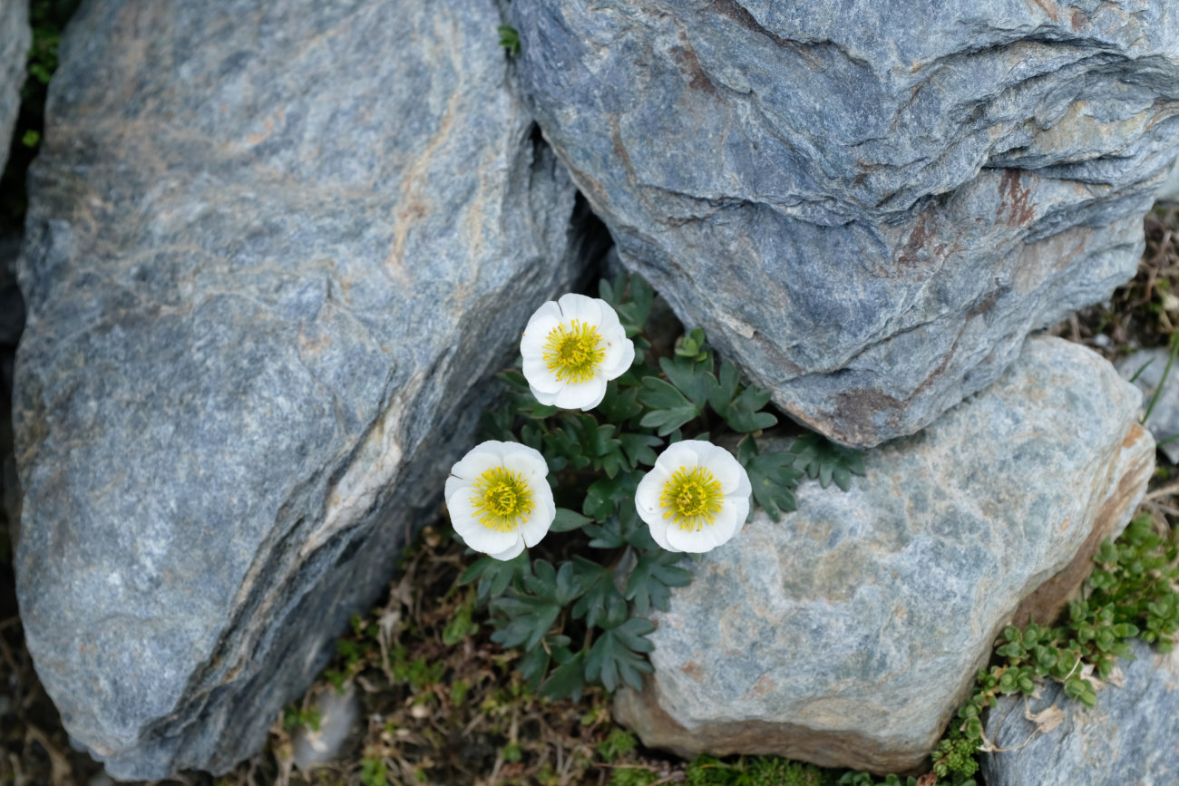 Gletscher-Hahnenfuß