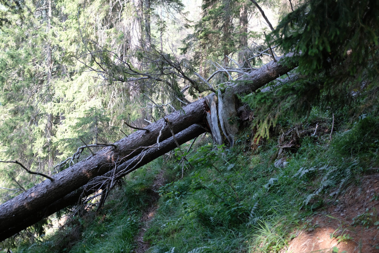 Kriechen oder klettern?