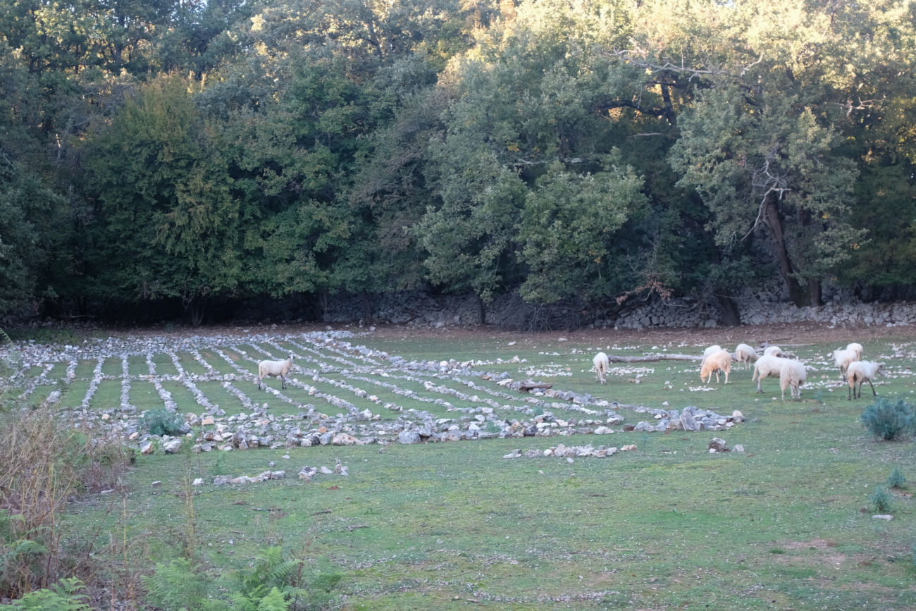 Labyrinth mit Schafen