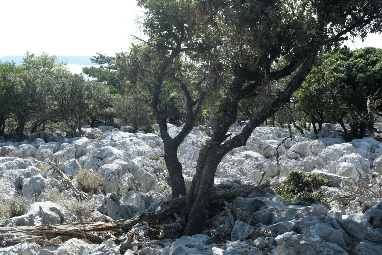 Bäume wachsen aus Steinen