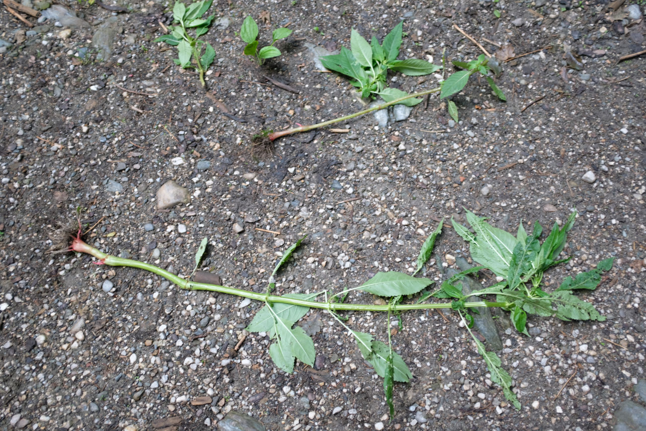 Dr&uuml;siges Springkraut