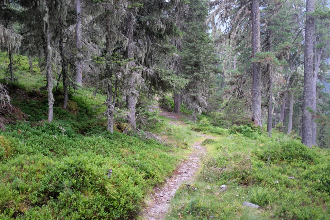 Waldweg