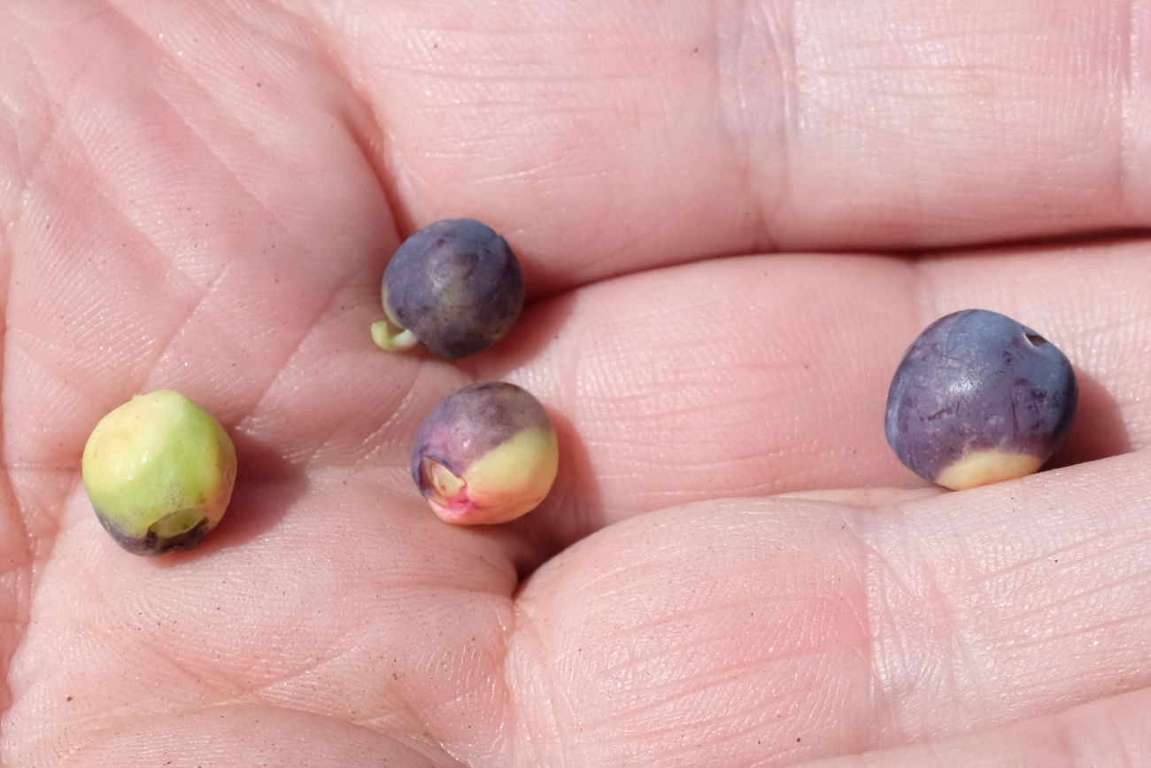 unreife falsche Blaubeeren