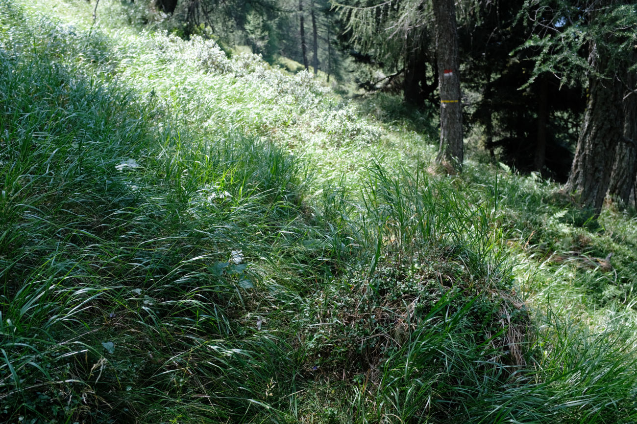 zugewachsener Weg