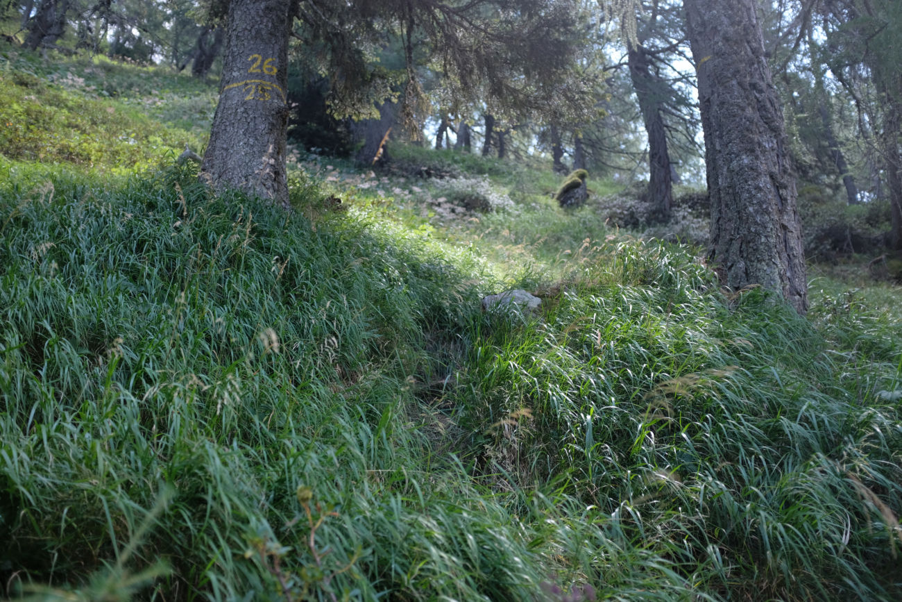 zugewachsener Weg