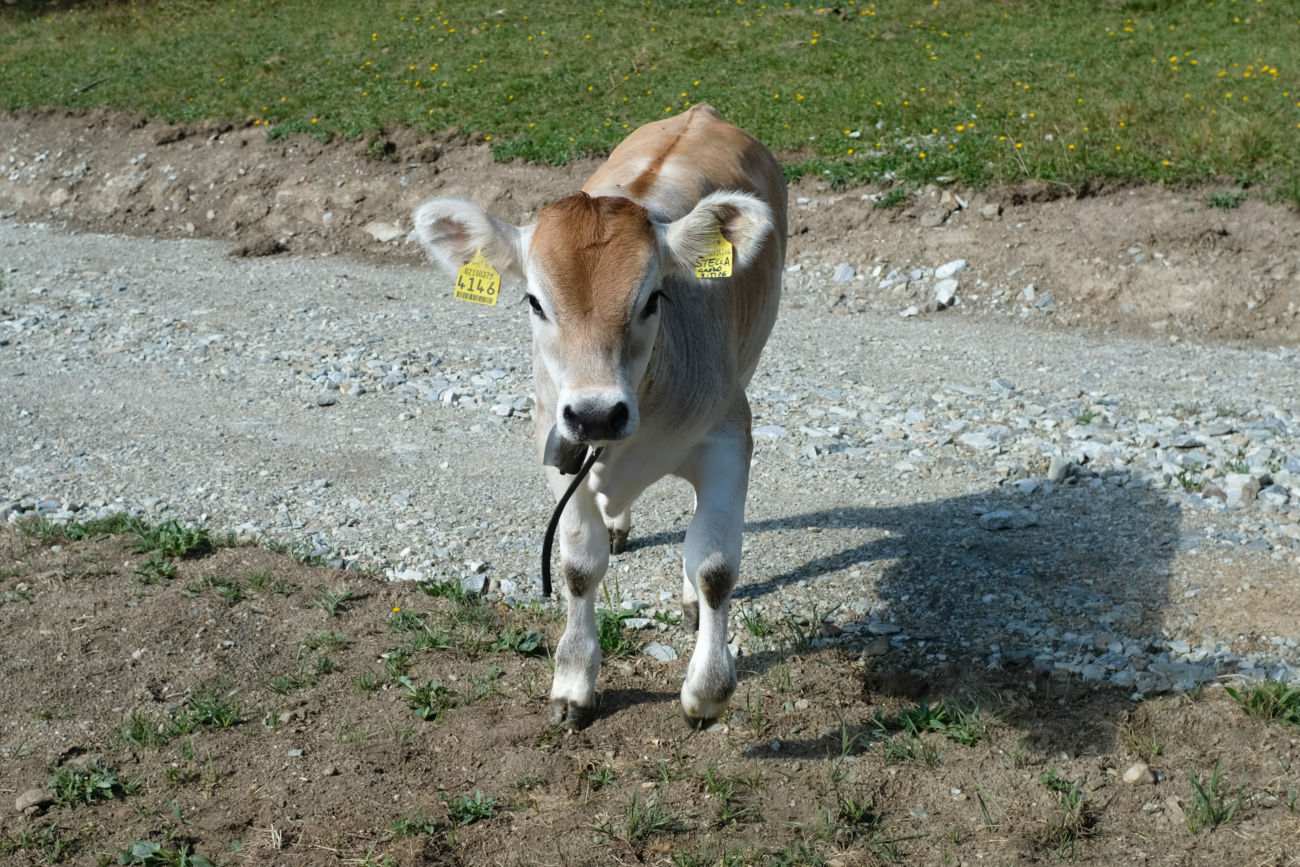 Rennkalb