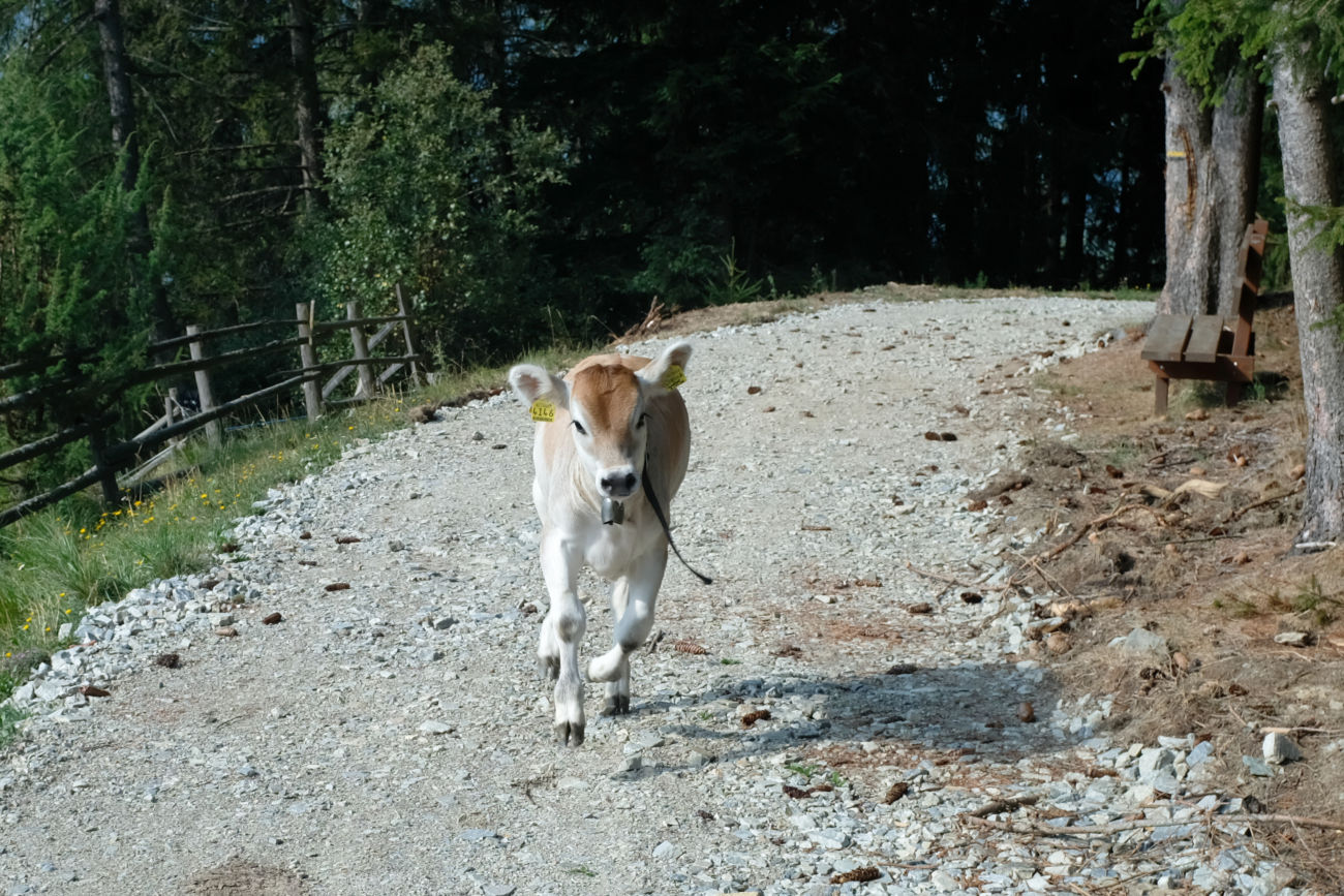 Rennkalb