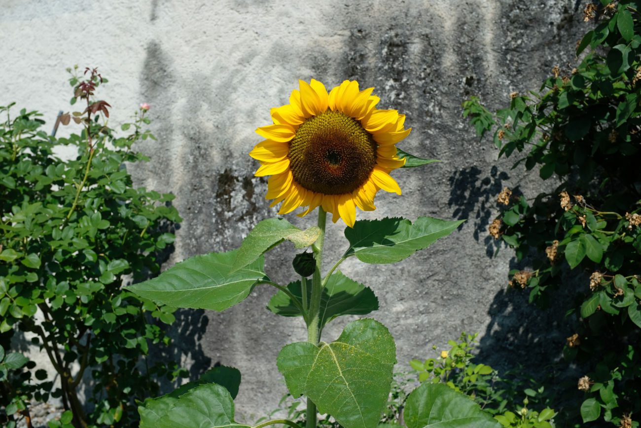 Sonnenblume