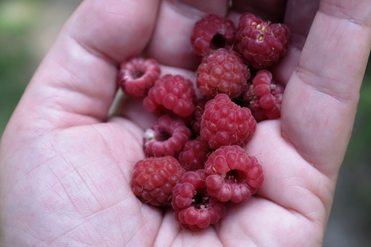 Himbeeren