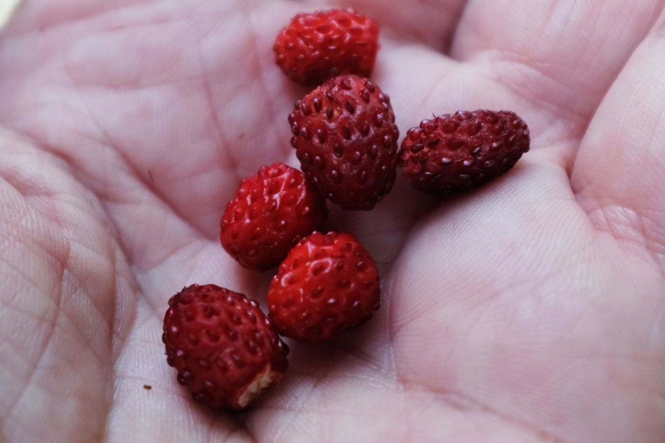 Erdbeeren