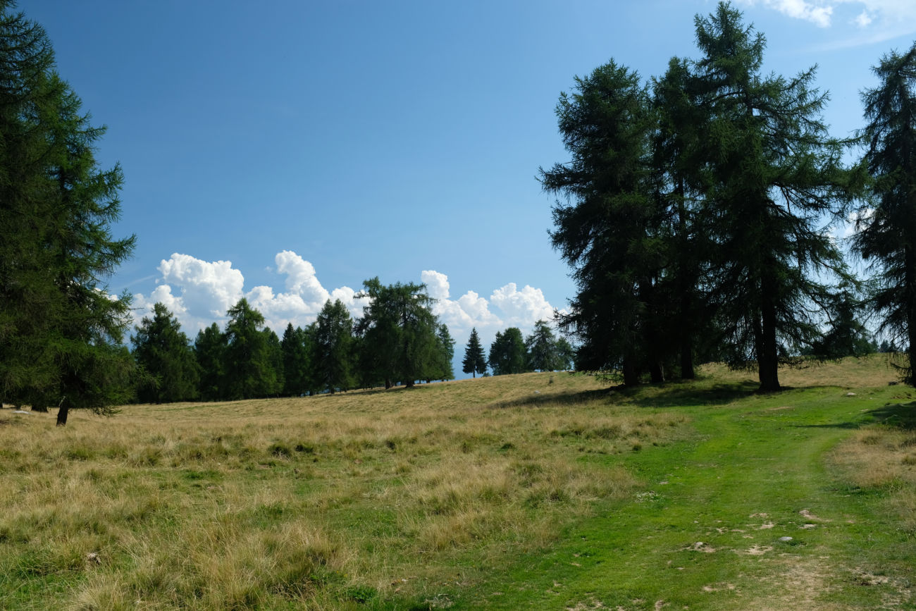 offener Wald