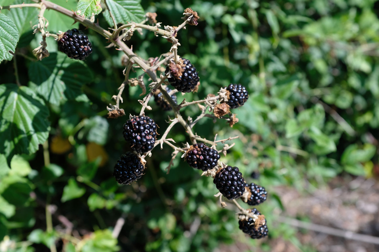 Brombeeren