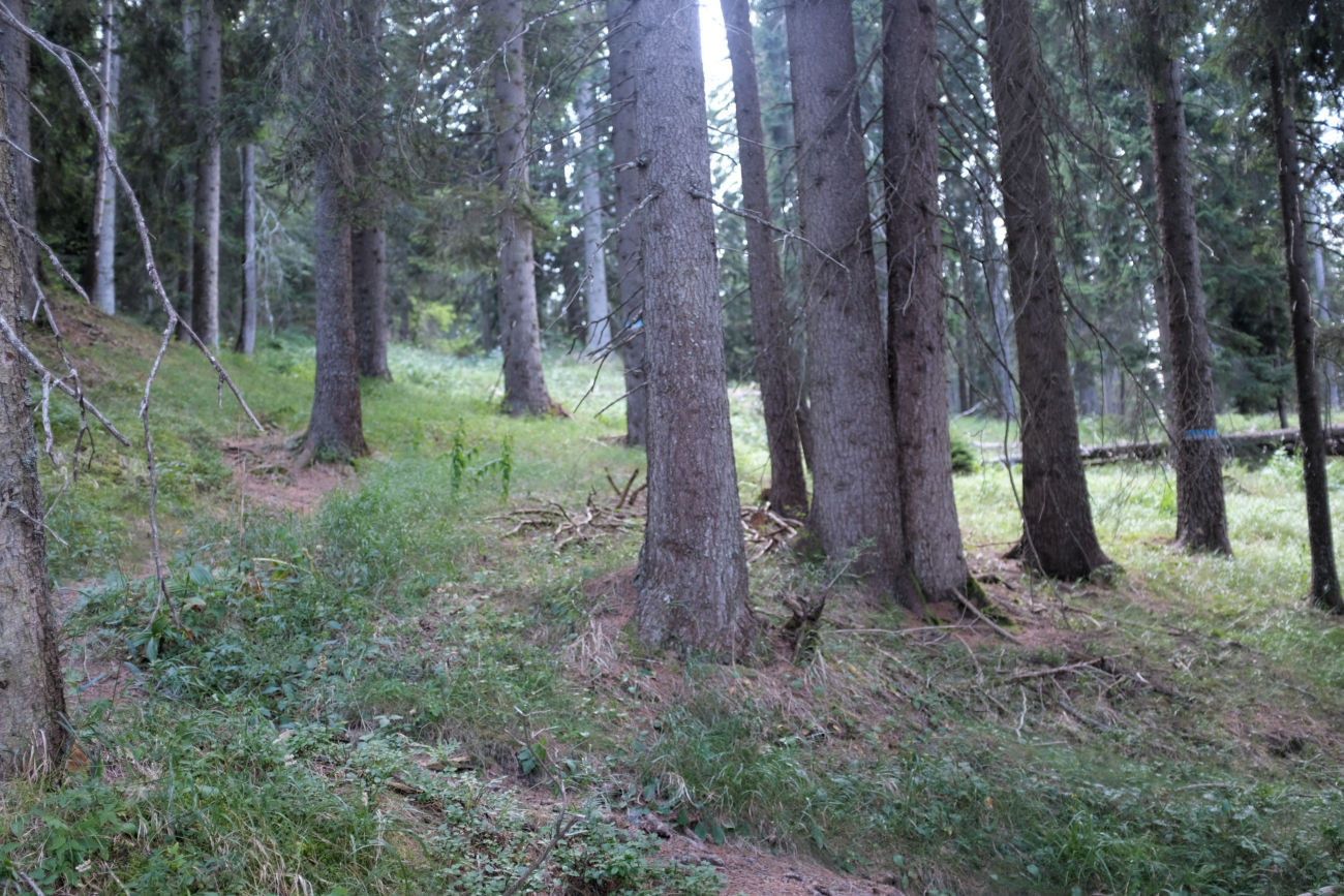Waldplateau