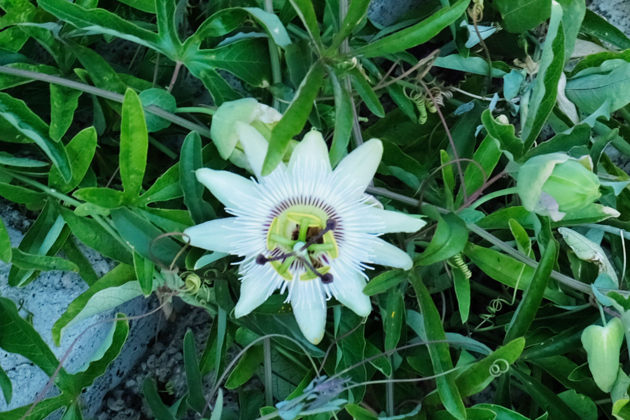 Blaue Passionsblume