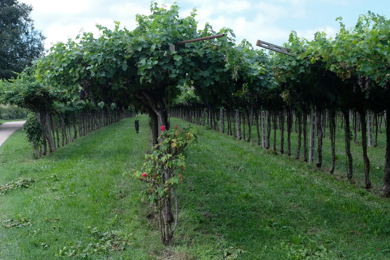 Wein mit Rosenstock