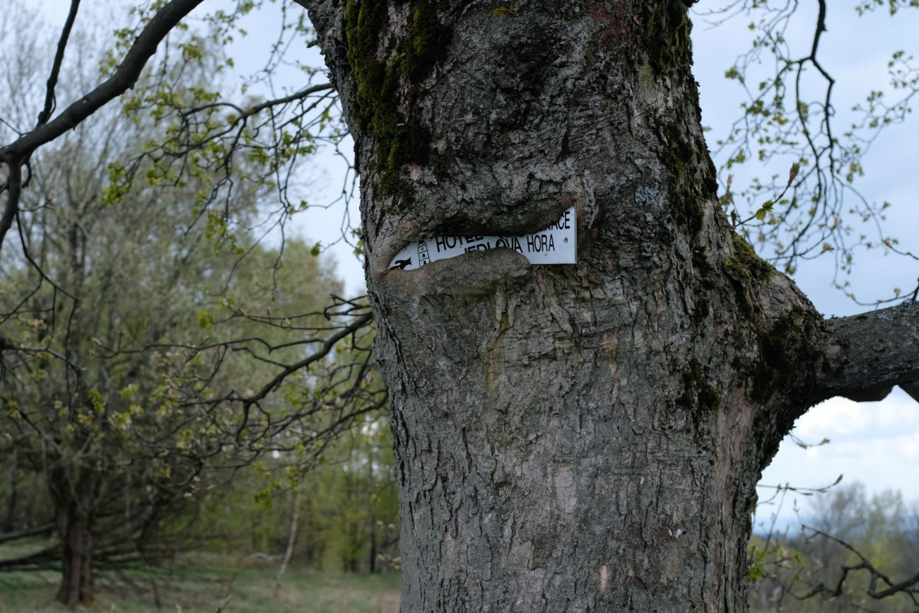 Wegweiser am Baum