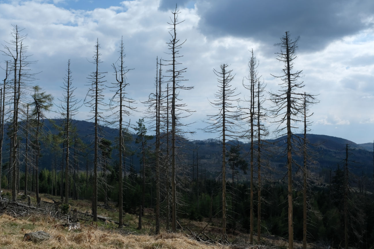 toter_Wald