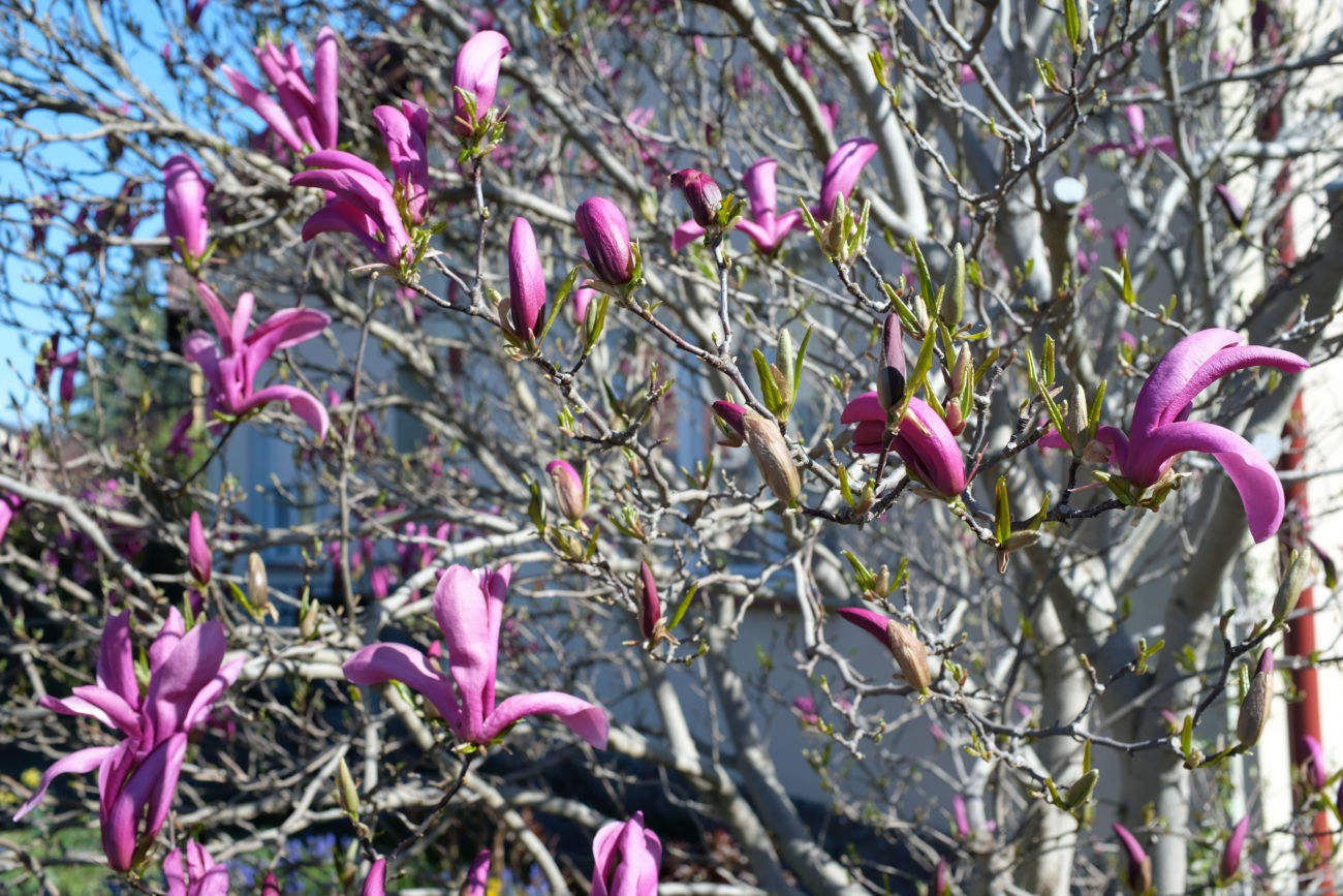 Magnolie