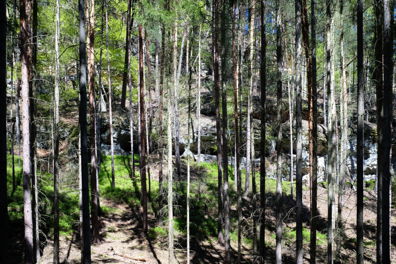 B&auml;ume vor Felsen
