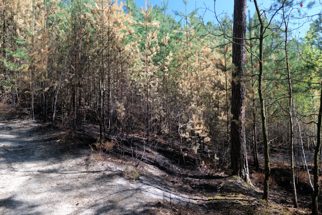 Waldbrand